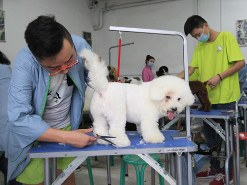 40期宠物美容班美容综合实操课