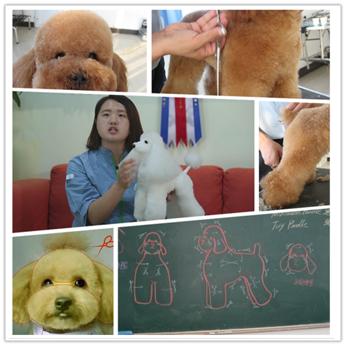 泰迪犬护理-侯娜