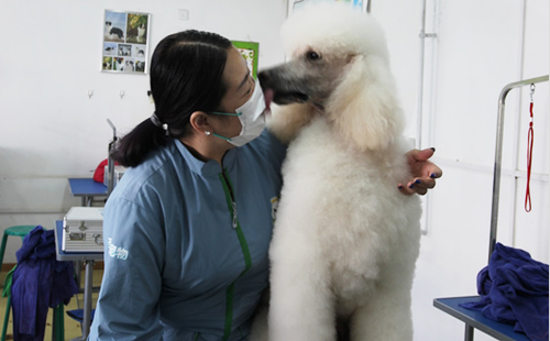 学员跟美容完后的巨贵犬合影